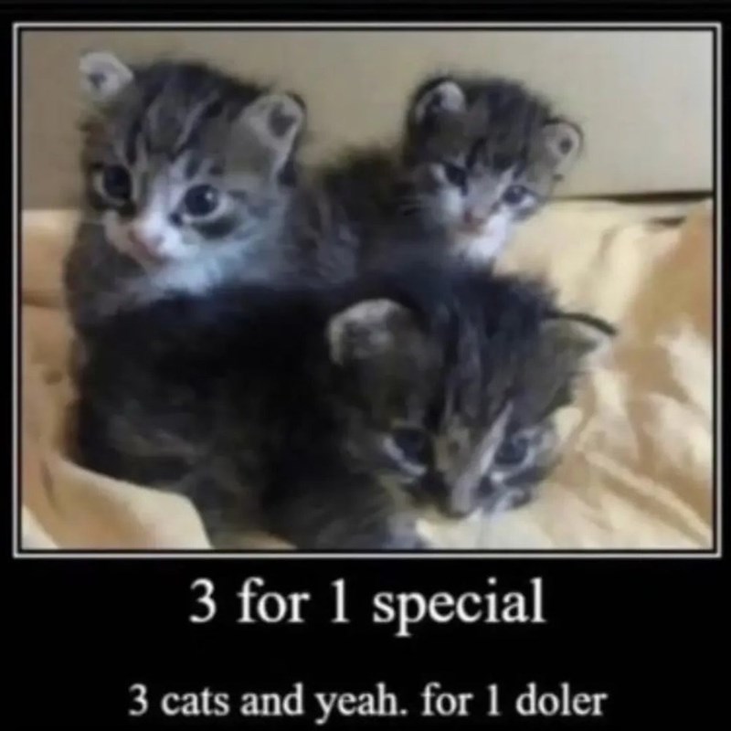3 for 1 special 3 cats and yeah. for 1 doler