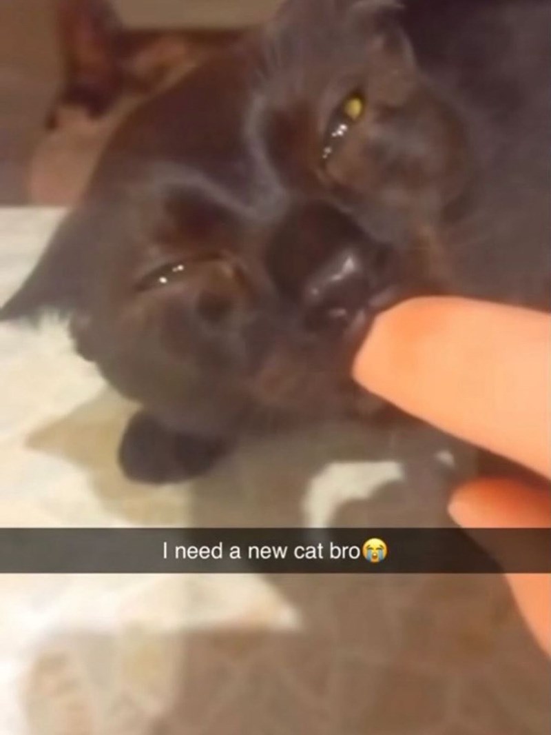 I need a new cat bro