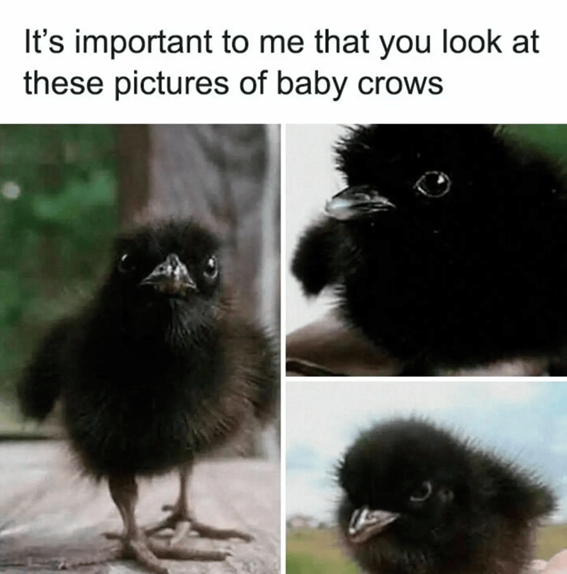 It's important to me that you look at these pictures of baby crows