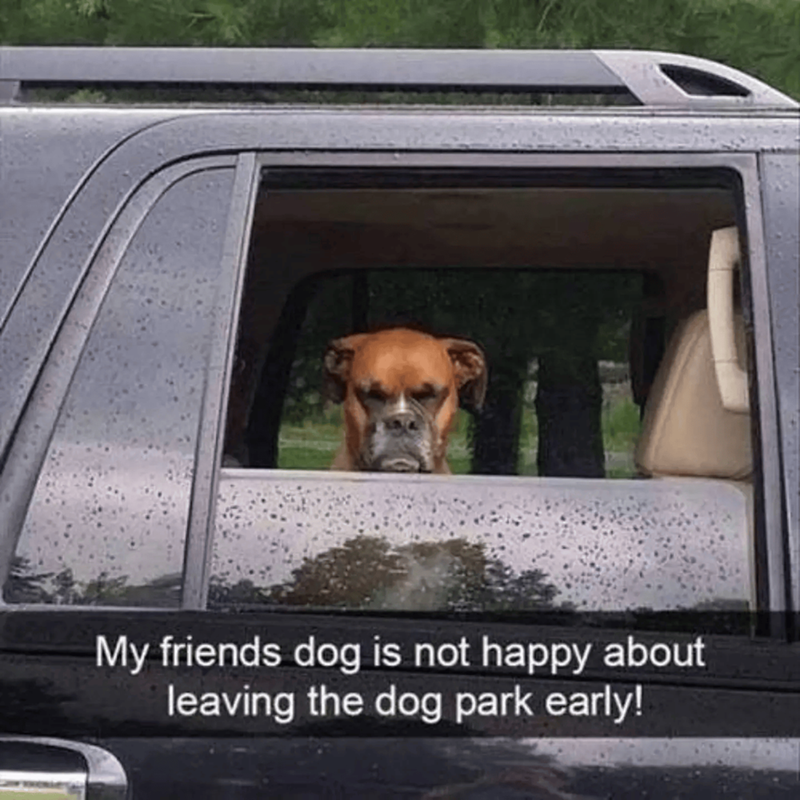 My friends dog is not happy about leaving the dog park early!
