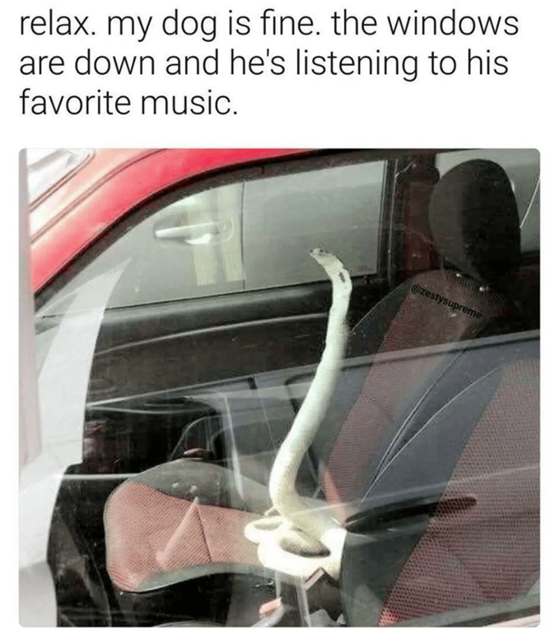 relax. my dog is fine. the windows are down and he's listening to his favorite music. @zestysupreme