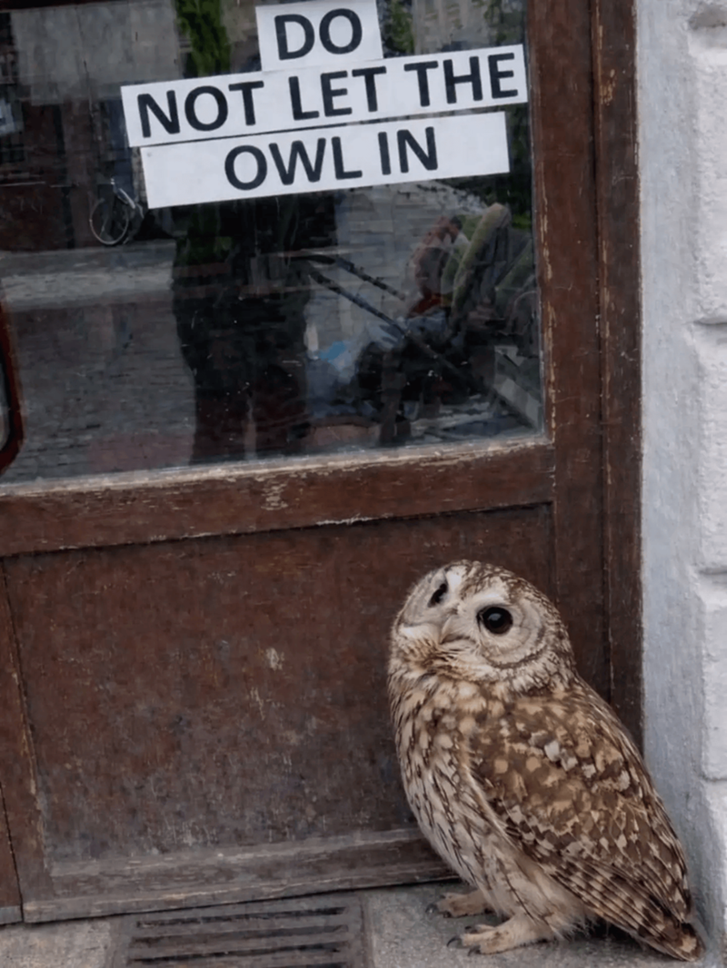 DO NOT LET THE OWL IN