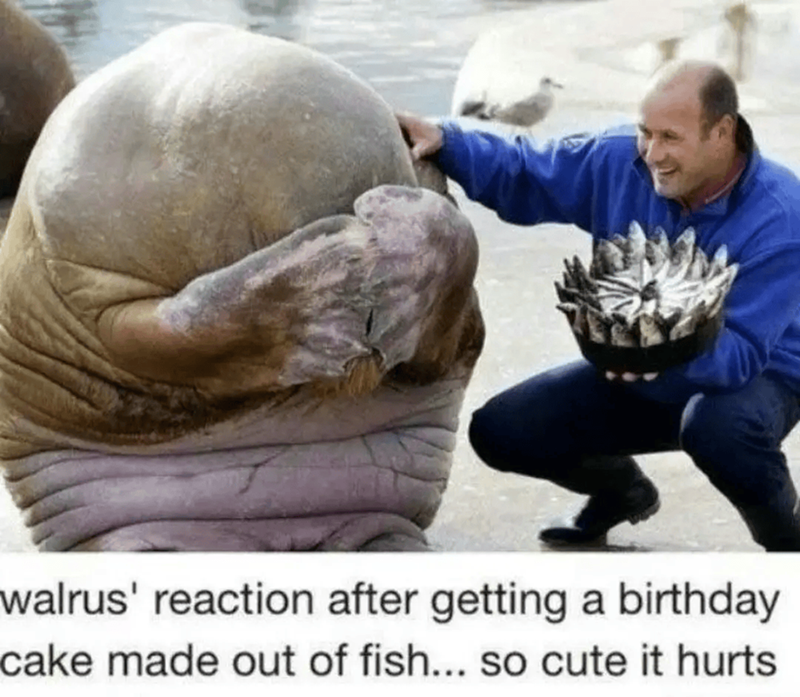 walrus' reaction after getting a birthday cake made out of fish... so cute it hurts