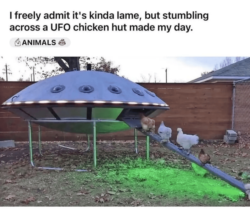I freely admit it's kinda lame, but stumbling across a UFO chicken hut made my day. ANIMALS