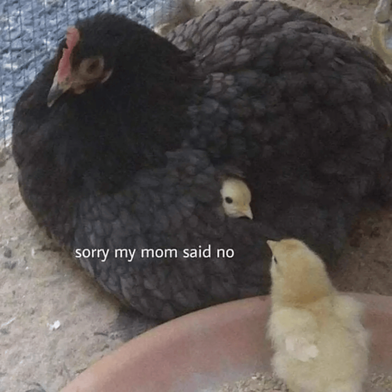 sorry my mom said no