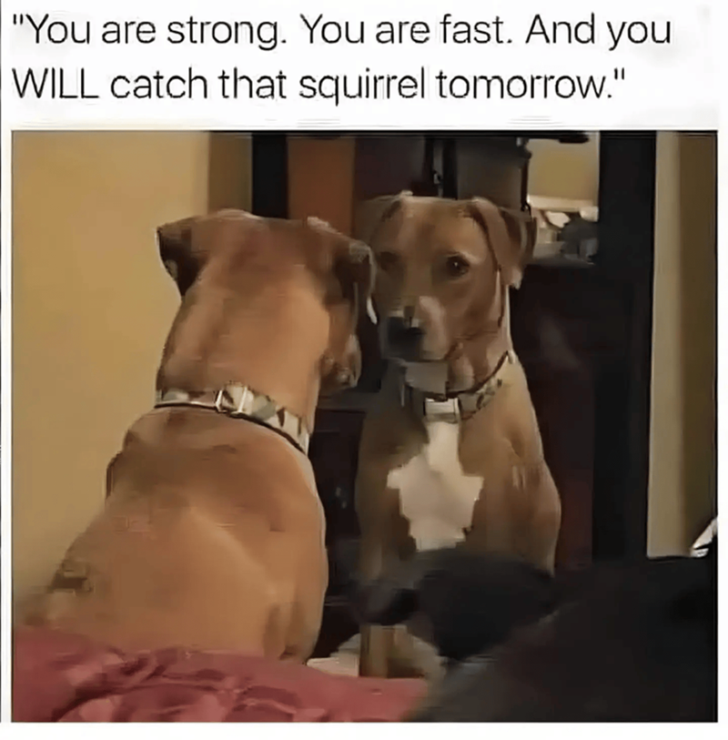 "You are strong. You are fast. And you WILL catch that squirrel tomorrow."