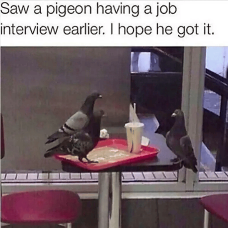 Saw a pigeon having a job interview earlier. I hope he got it.