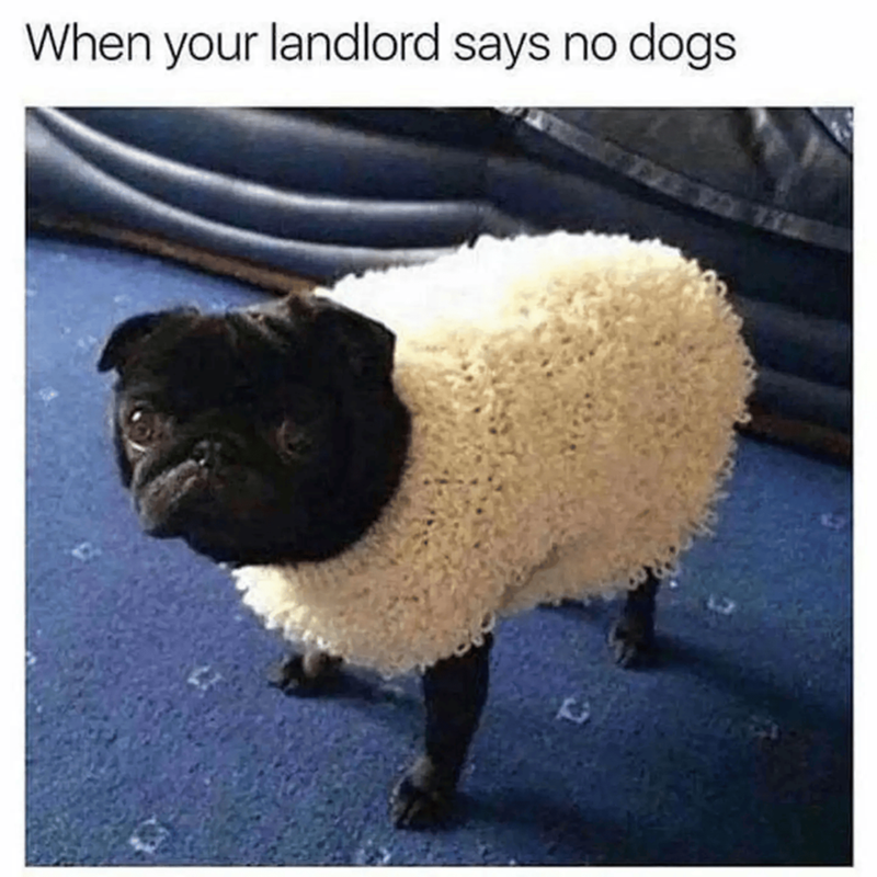When your landlord says no dogs