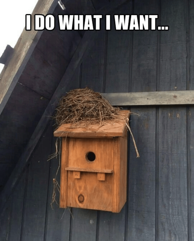 I DO WHAT I WANT...