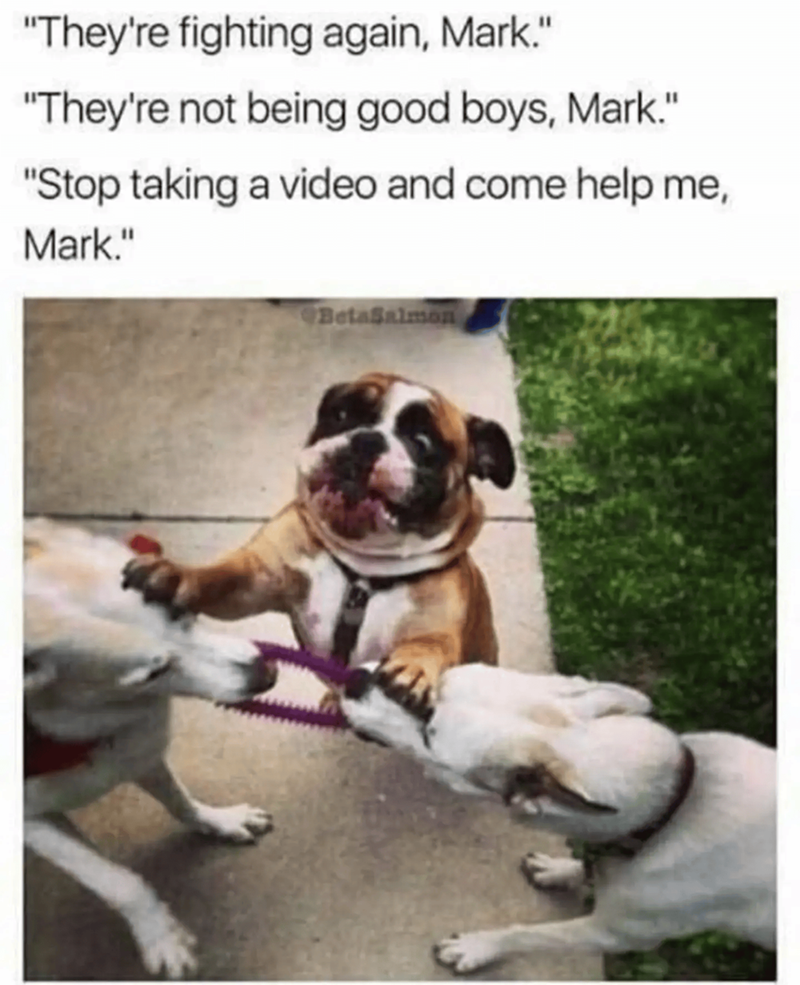"They're fighting again, Mark." "They're not being good boys, Mark." "Stop taking a video and come help me, Mark." BetaSalmon
