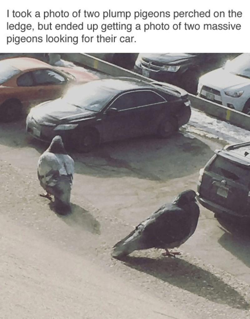 I took a photo of two plump pigeons perched on the ledge, but ended up getting a photo of two massive pigeons looking for their car.
