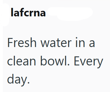 lafcrna Fresh water in a clean bowl. Every day.
