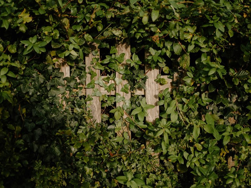 Natural privacy fence covered with greenery, representing the type of living barrier the homeowners spent years creating.
