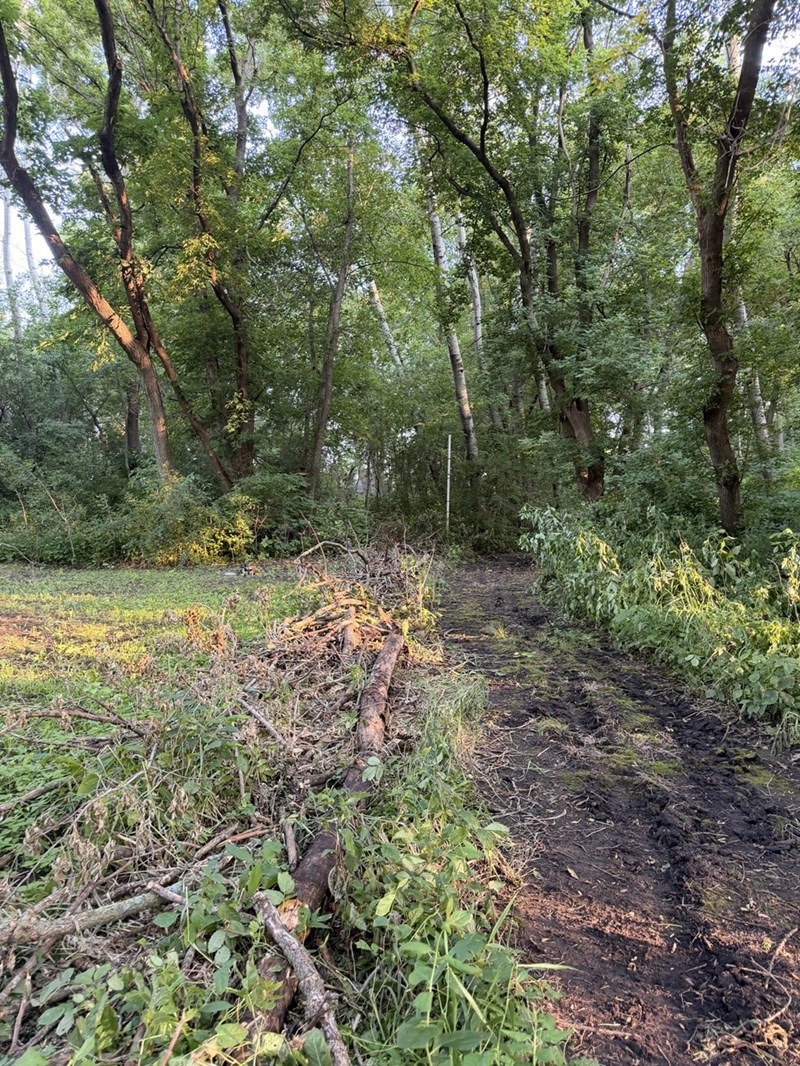 View of the damaged property line where the natural privacy barrier and wooded area were cleared.
