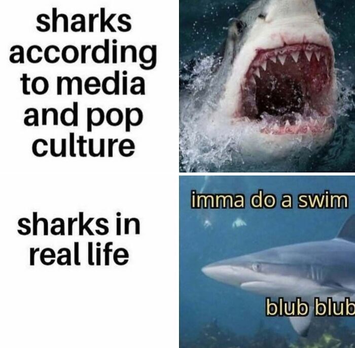 sharks according to media and pop culture imma do a swim sharks in real life blub blub