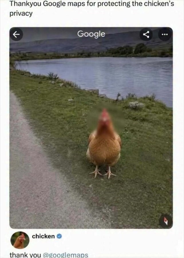 Thankyou Google maps for protecting the chicken's privacy chicken → Google thank you @googlemaps