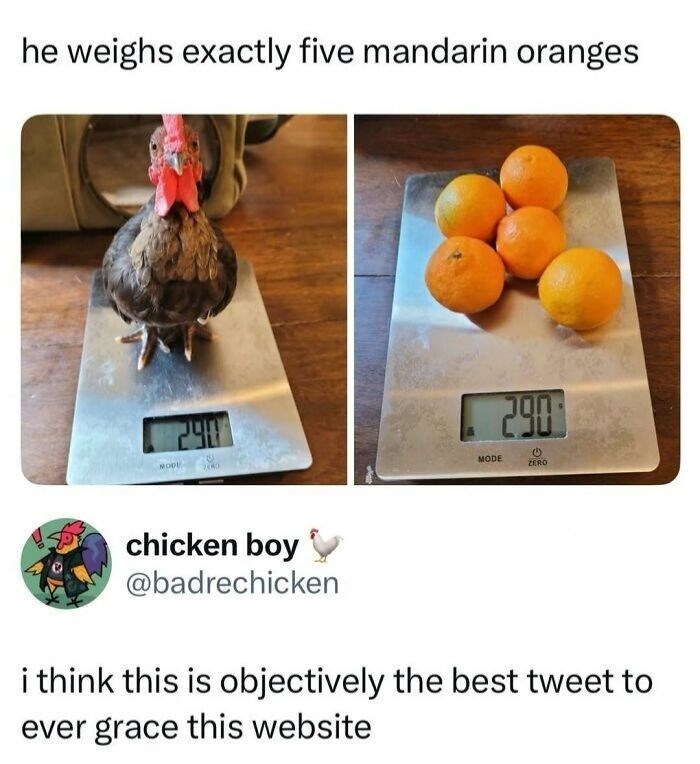 he weighs exactly five mandarin oranges MOOL 290 700 290 MODE ZERO chicken boy @badrechicken i think this is objectively the best tweet to ever grace this website