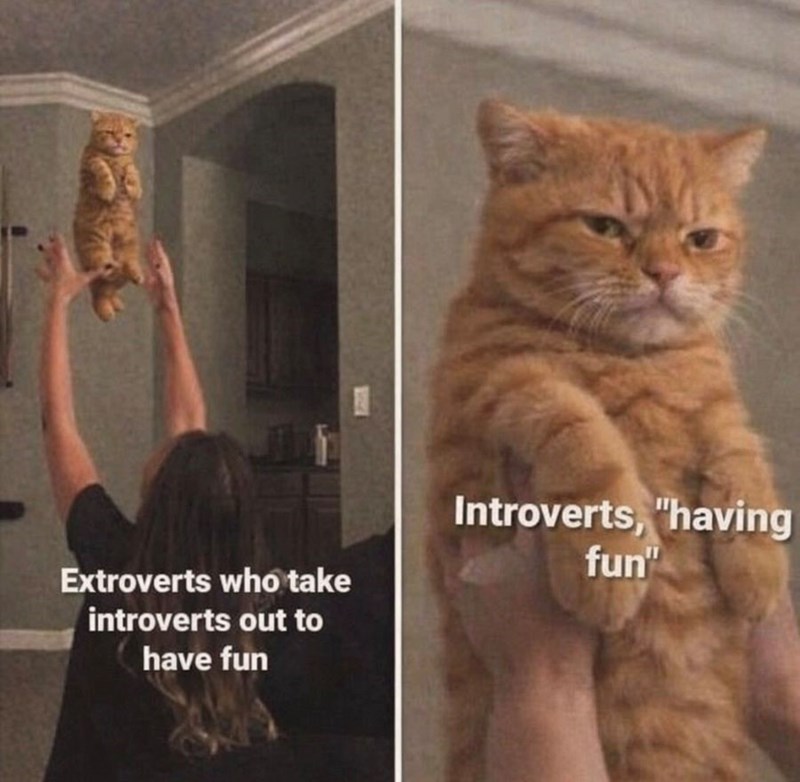Extroverts who take introverts out to have fun Introverts, "having fun"