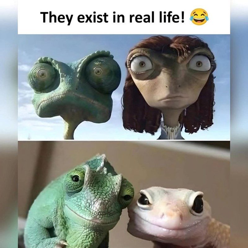 They exist in real life!