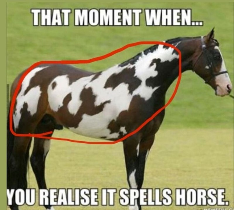 THAT MOMENT WHEN... YOU REALISE IT SPELLS HORSE.