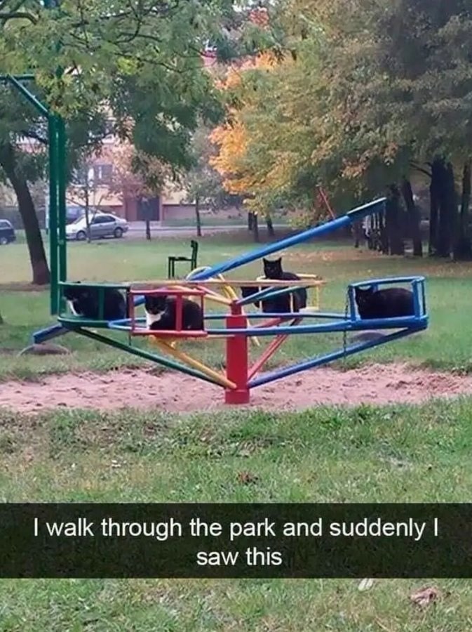 I walk through the park and suddenly I saw this