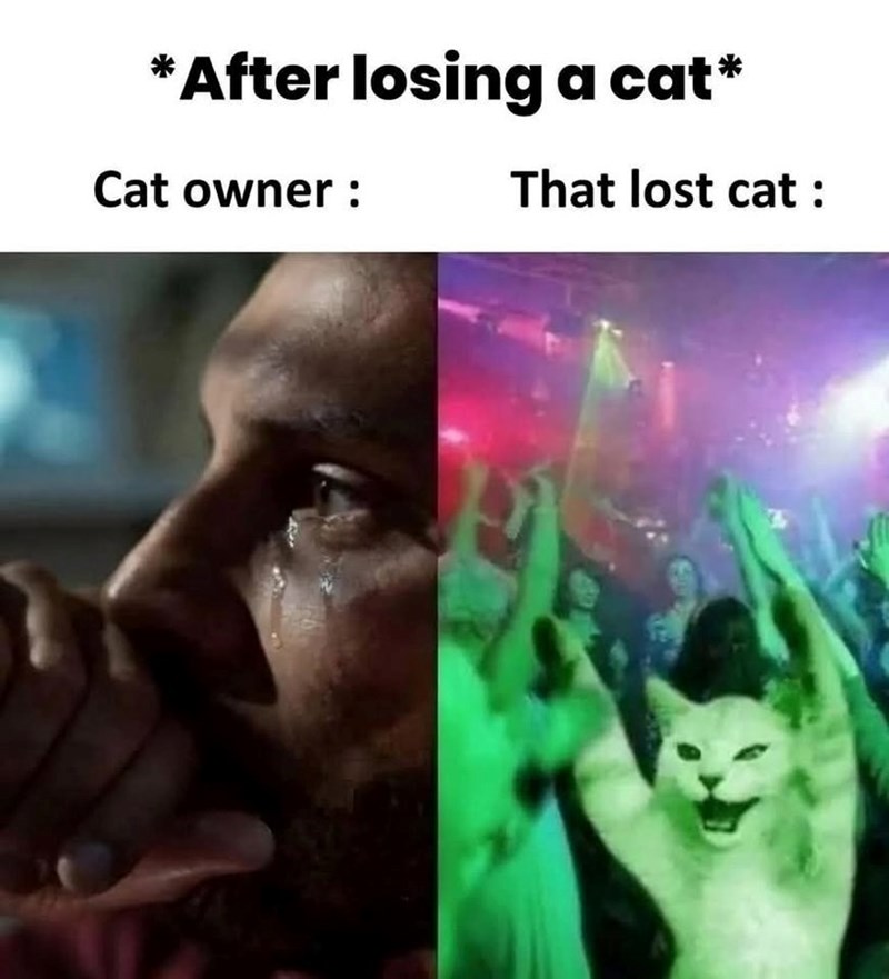 *After losing a cat* Cat owner: That lost cat :