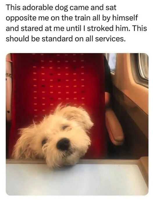 This adorable dog came and sat opposite me on the train all by himself and stared at me until I stroked him. This should be standard on all services.