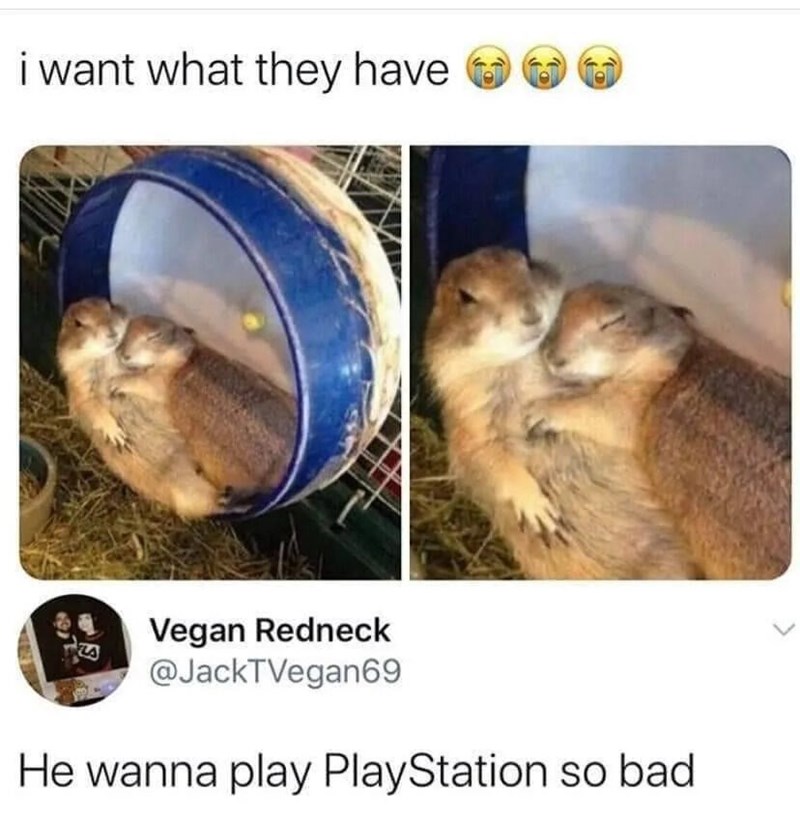 i want what they have Vegan Redneck @JackTVegan69 He wanna play PlayStation so bad