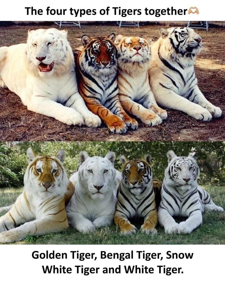 The four types of Tigers together Golden Tiger, Bengal Tiger, Snow White Tiger and White Tiger.