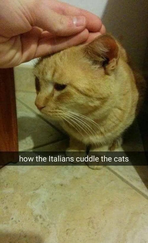 how the Italians cuddle the cats