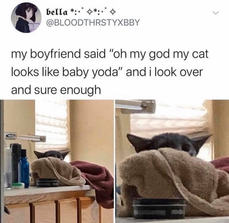 bella*:*:* @BLOODTHRSTYXBBY my boyfriend said "oh my god my cat looks like baby yoda" and i look over and sure enough ral