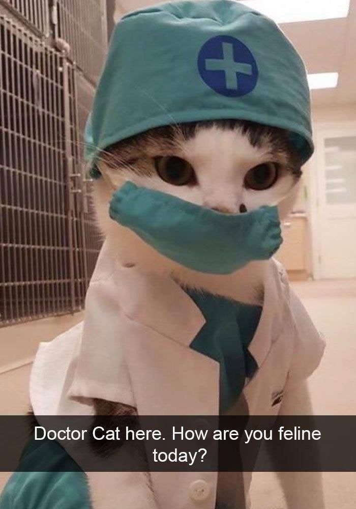 + Doctor Cat here. How are you feline today?