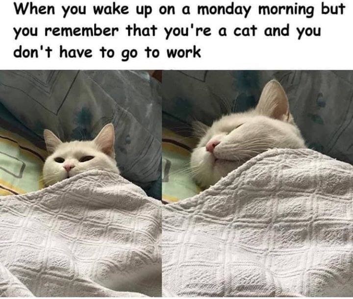 When you wake up on a monday morning but you remember that you're a cat and you don't have to go to work