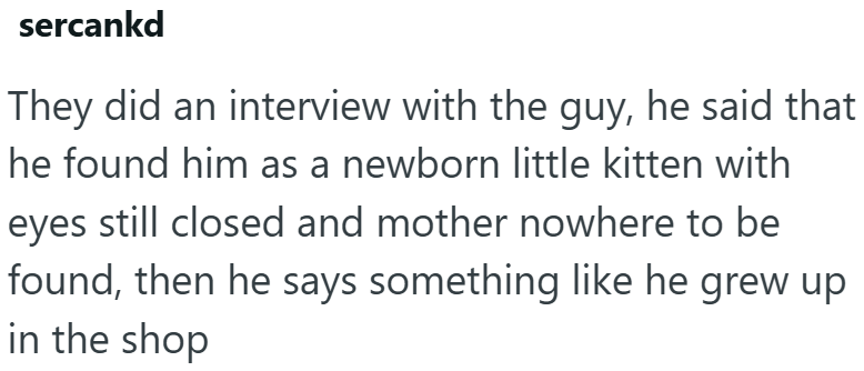 sercankd They did an interview with the guy, he said that he found him as a newborn little kitten with eyes still closed and mother nowhere to be found, then he says something like he grew up in the shop