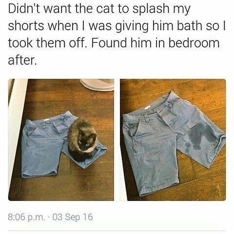 Didn't want the cat to splash my shorts when I was giving him bath so I took them off. Found him in bedroom after. 8:06 p.m. 03 Sep 16