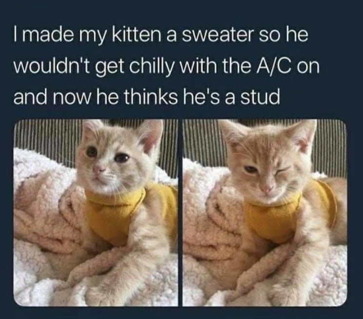I made my kitten a sweater so he wouldn't get chilly with the A/C on and now he thinks he's a stud