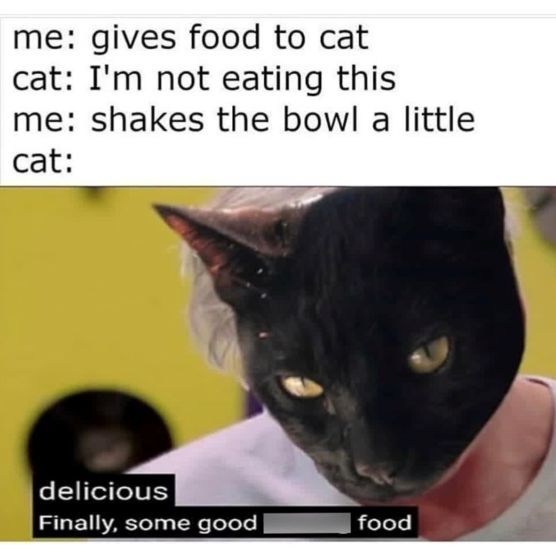 me: gives food to cat cat: I'm not eating this me: shakes the bowl a little cat: delicious Finally, some good food