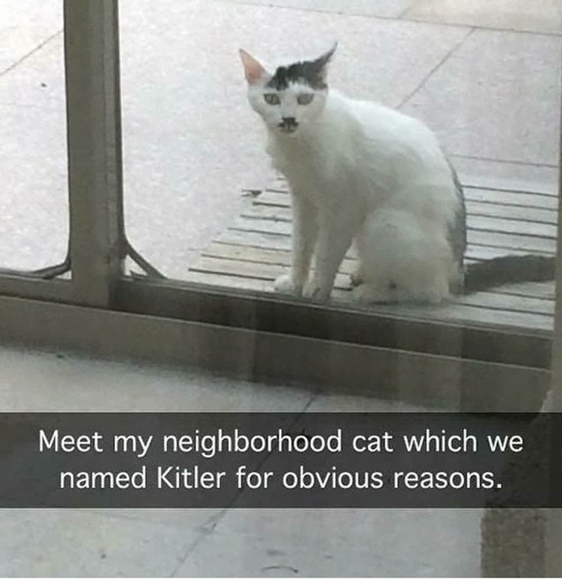 Meet my neighborhood cat which we named Kitler for obvious reasons.