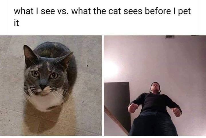 what I see vs. what the cat sees before I pet it