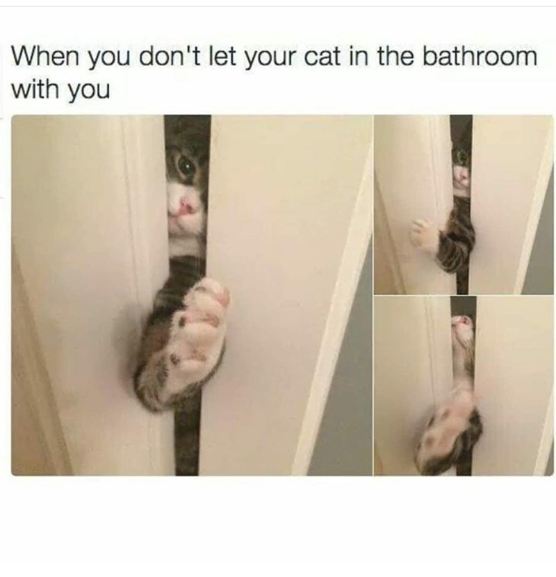 When you don't let your cat in the bathroom with you