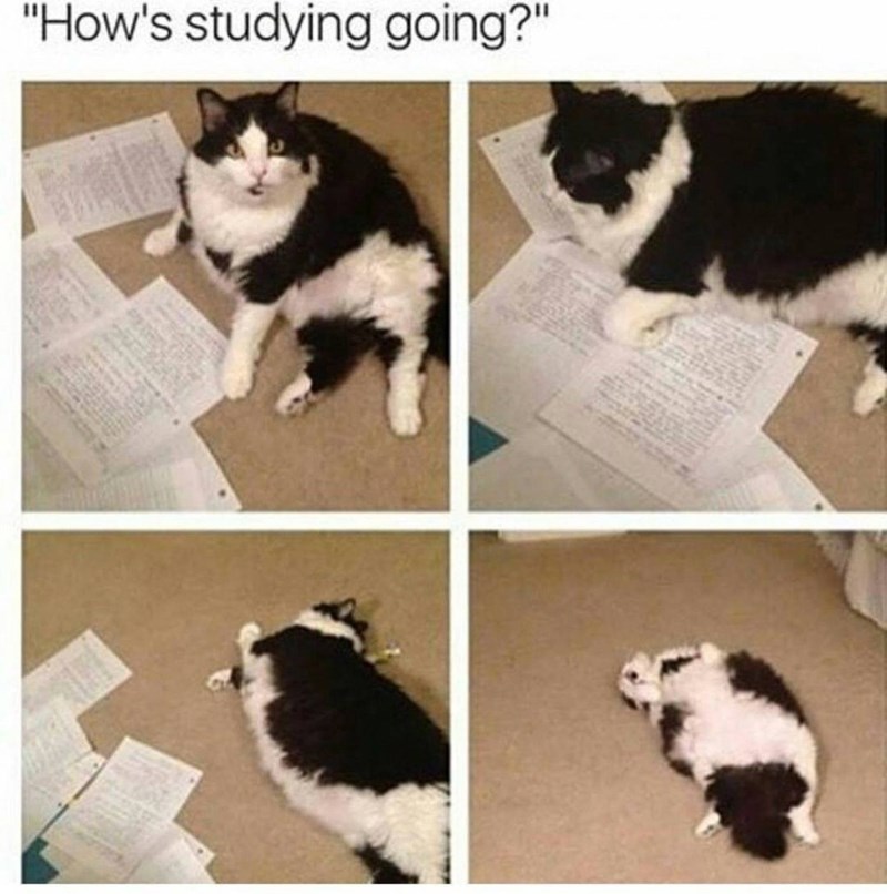 "How's studying going?"