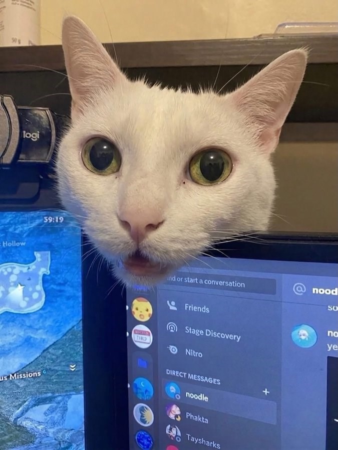 50% logi Hollow 59:19 us Missions and or start a conversation nood SO Friends no Stage Discovery ye STEED THRO Nitro DIRECT MESSAGES noodle Phakta Taysharks