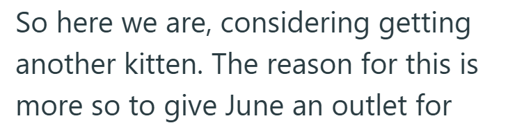So here we are, considering getting another kitten. The reason for this is more so to give June an outlet for