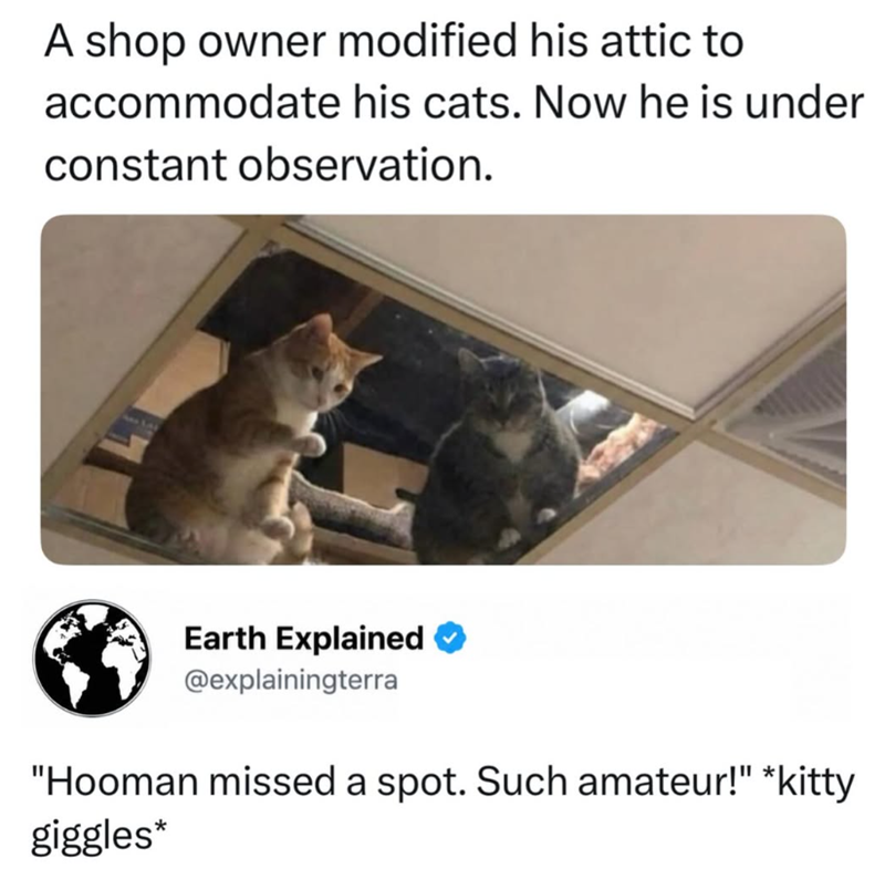A shop owner modified his attic to accommodate his cats. Now he is under constant observation. Earth Explained @explainingterra "Hooman missed a spot. Such amateur!" *kitty giggles*