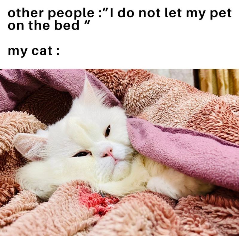 other people :"I do not let my pet on the bed my cat: