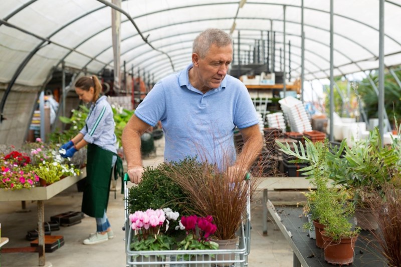 Older man pushes a cart of flowers and plants through a greenhouse while another person stands nearby.
