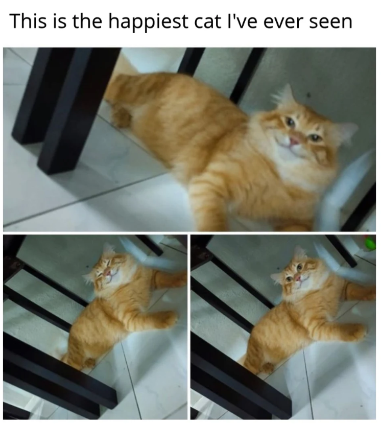 This is the happiest cat I've ever seen