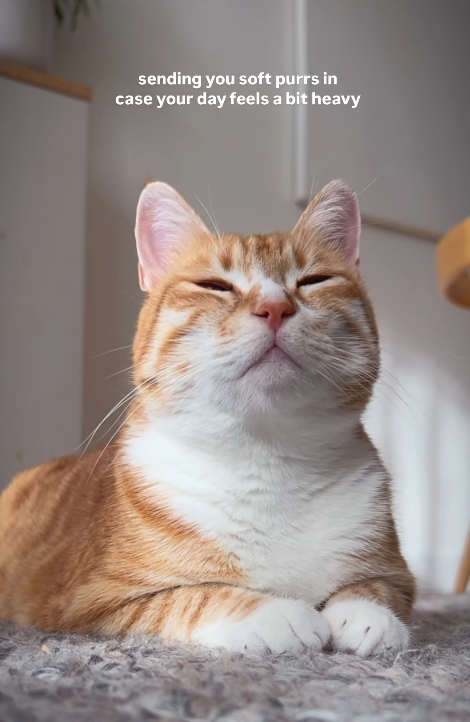sending you soft purrs in case your day feels a bit heavy