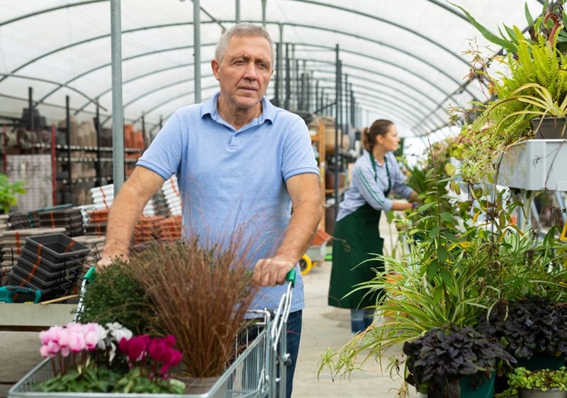 Older man pushes a cart of plants through a greenhouse while a worker tends plants in the background.