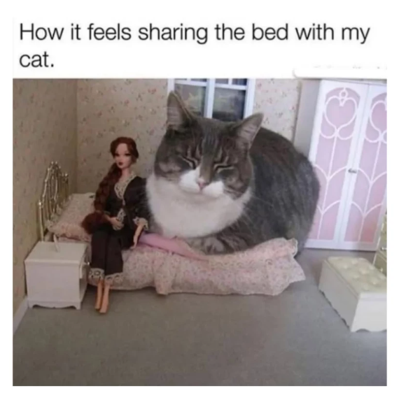How it feels sharing the bed with my cat.